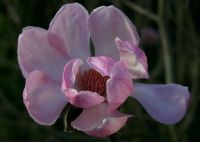 Magnolia Bic 